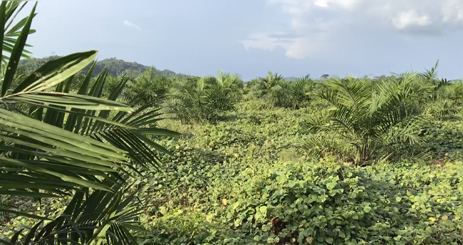 Reclaimed Golden Star mine tailings facility, Ghana